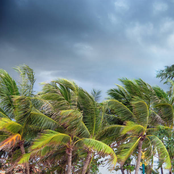istock Group of tall palm trees and wind over cloudy sky 1067799612