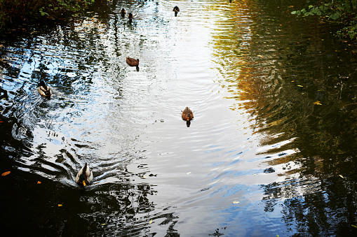 Ducks swimming in the water. Suitable as background image