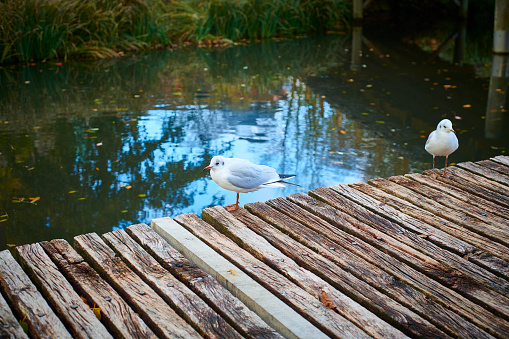Background image. Bridge in public park. Small stream of water in the middle and some grass in the back. The bridge is made of weathered wood and the water is green. There are two seagulls on the bridge.
