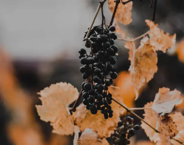 Late autumn grape harvest