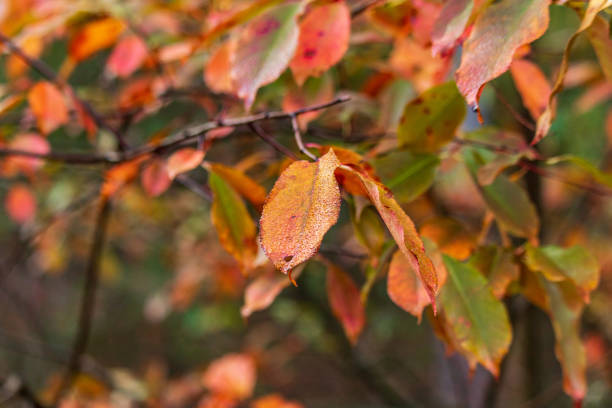 istock colorful fall leaves with tiny droplets on the leaves 1067801140