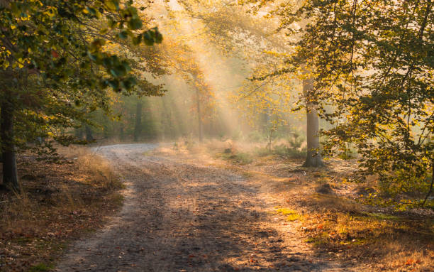 early morning sunlight in an european forest with a path and fog - old dirt road imagens e fotografias de stock