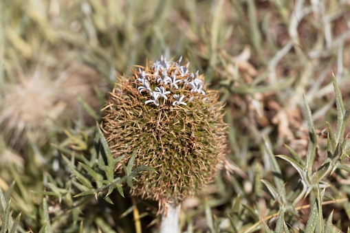 Close up view of a thistle