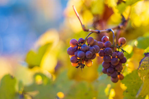 istock Grape bunch on a vine in autumn harvest time backlit by the setting sun 1067803724