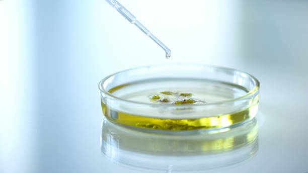 istock Scientist dropping chemical substance on herb in petri dish medicine development 1067805742
