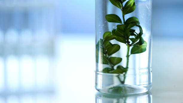 istock Green plant in laboratory tube standing on table, examining extract properties 1067805744