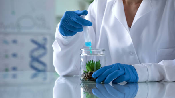 istock Laboratory scientist injecting liquid in test plant, anti-aging herbal cosmetics 1067805802