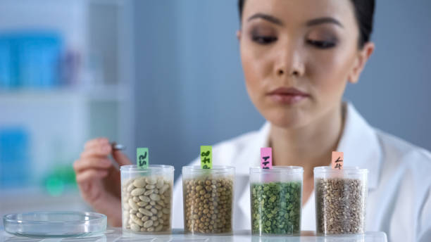 istock Female lab scientist examining grain, nutrition quality control, gmo products 1067805890