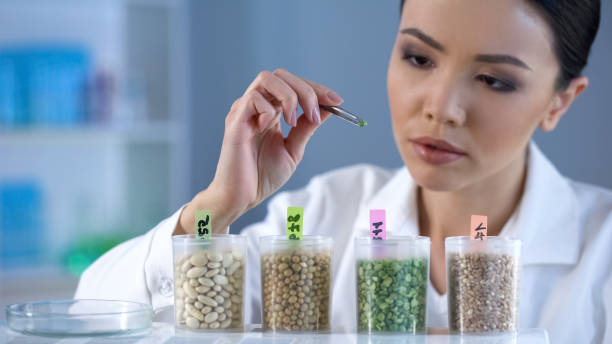 istock Lady scientist looking attentively at pea grain in lancet, marked test bottles 1067805918