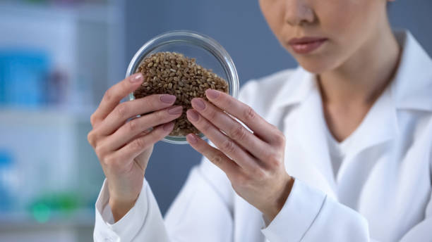 istock Female lab technician looking attentively at wheat grain in petri dish, quality 1067805952