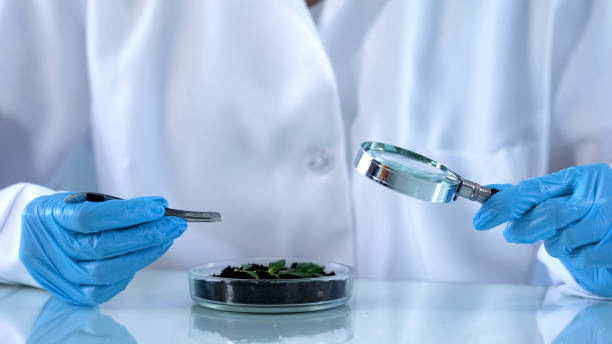 istock Biologist studying green plant with magnifying glass, soil quality analysis 1067806184