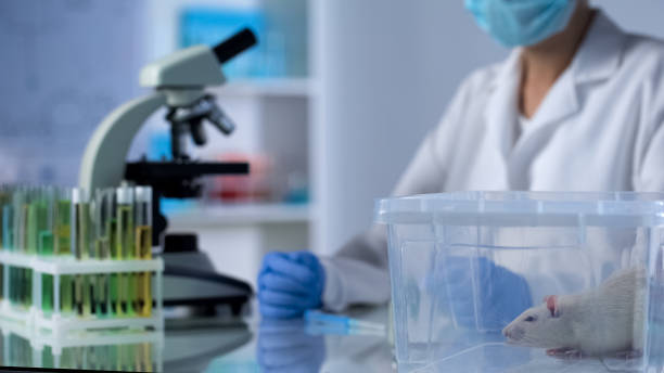 istock Scientist sitting at table, test rat in plastic box, medicine testing on animals 1067806402