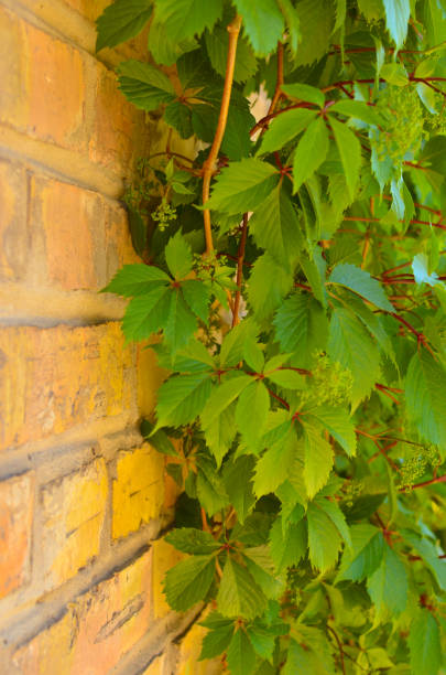 istock Old red brick wall and wild grapes hanging down 1067806640