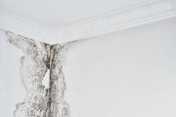 istock Mold. Aspergillus. Black fungus on a white wall in a corner on the ceiling.
