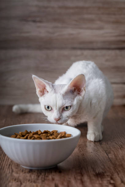 istock A little hungry white cat 1067808586