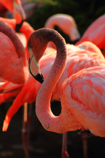 istock red flamingo bird 1067810572