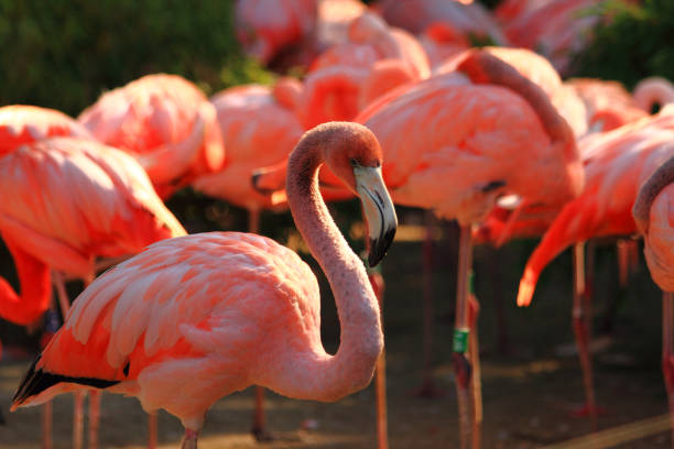 istock red flamingo bird 1067810590