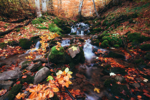 istock Autumn forest small creek. Fall season nature 1067812418