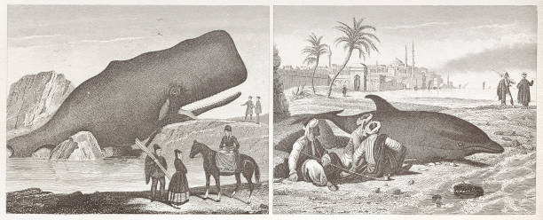 кашалот и дельфин лежал мертвым на береговой линии иллюстрации 1851 - whale sperm whale beached dead animal stock illustrations
