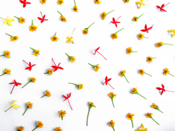 istock red and yellow flowers isolated on white 1067813862