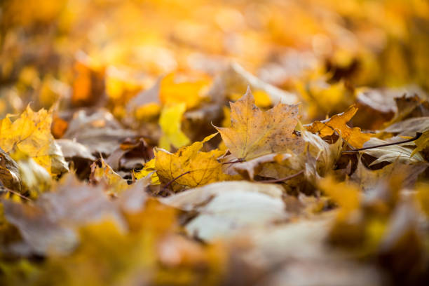 istock Autumn leaves close-up. Riga, Latvia 1067815714