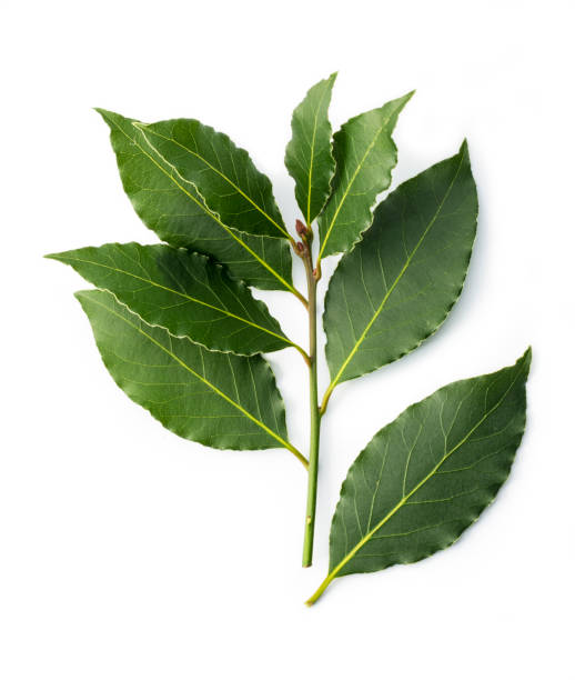 twig of fresh bay leaves isolated on white - nature selective focus green vertical imagens e fotografias de stock