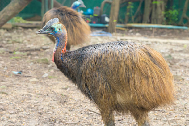 istock Emu walking on dry land 1067818886