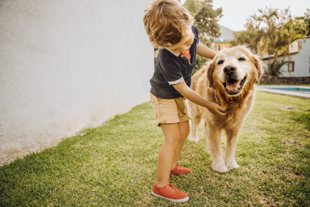 niño jugando con un perro - joy golden retriever retriever dog fotografías e imágenes de stock