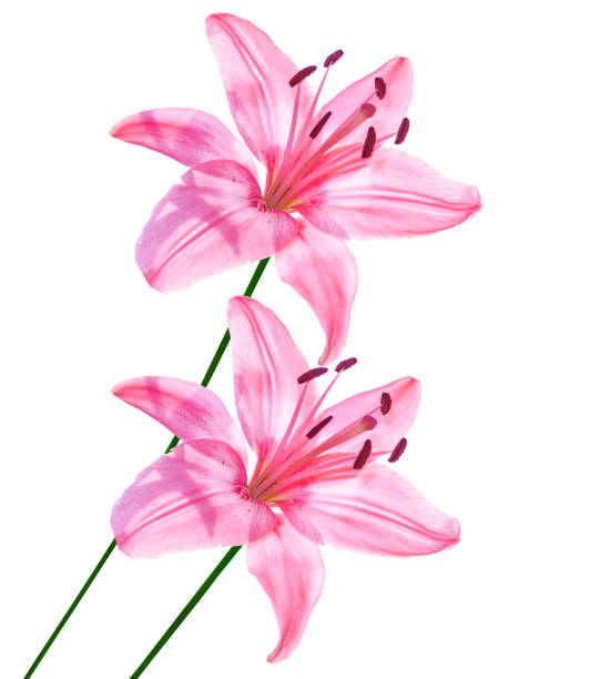 istock lily flowers isolated on white background. 1067819302