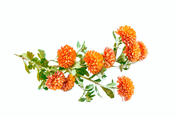 istock flowers of chrysanthemums 1067819500