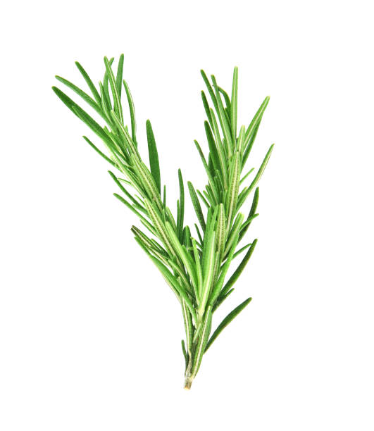 rosemary isolé sur fond de wgite - rosemary herb isolated ingredient photos et images de collection