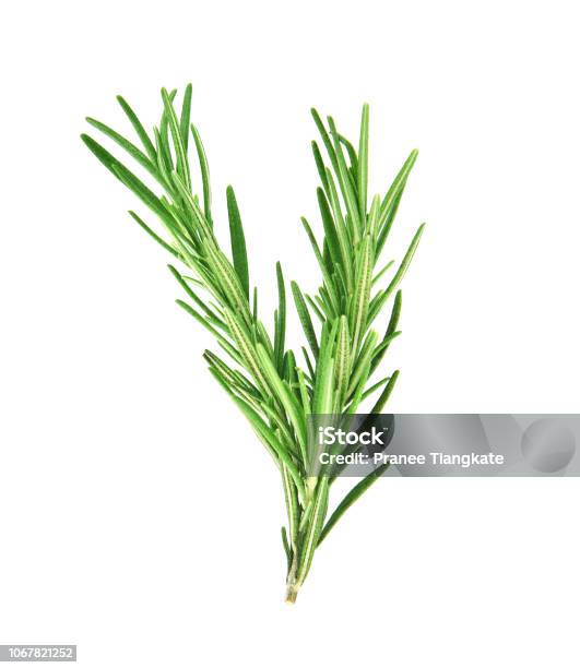 Rosemary Isolated On Wgite Background Stock Photo - Download Image Now - Rosemary, Cut Out, White Background