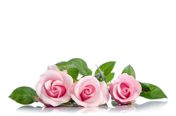 three pink rose lying on white background stock photo