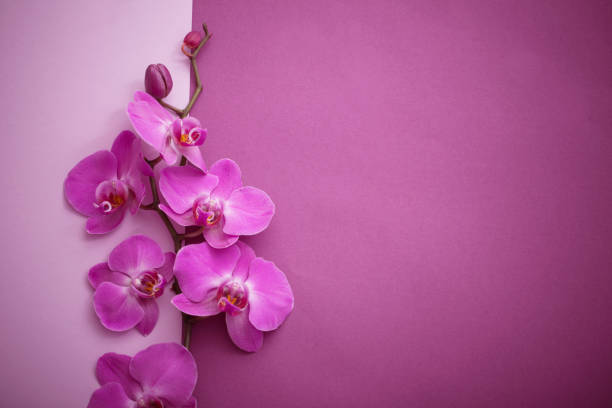 istock the beautiful orchid flowers 1067831952