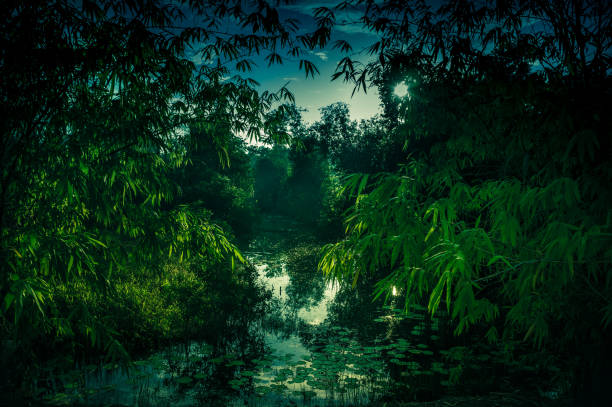 istock Tranquil river and bamboo trees at national park. Serenity nature background. 1067832346