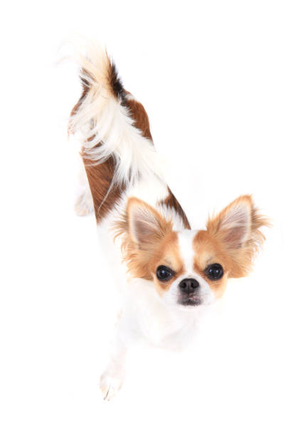 istock small chihuahua isolated 1067833972