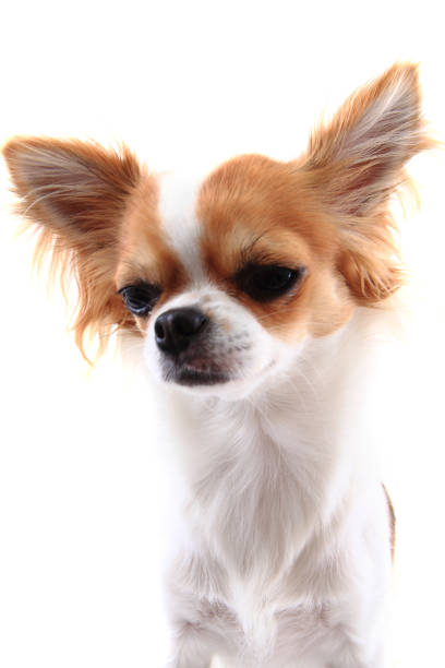istock small chihuahua isolated 1067833994