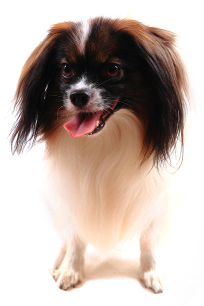 istock papillon dog young lady 1067834526
