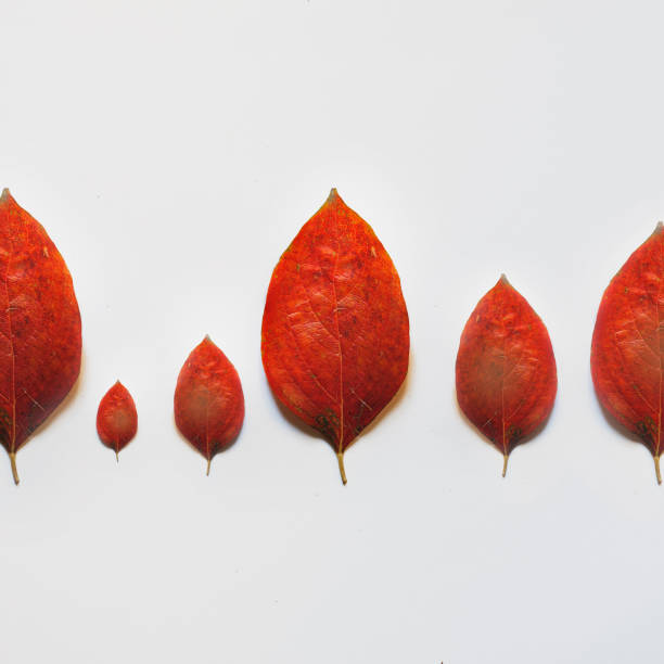 istock Red autumn leafs tree line on a white background. The view from the top. Creative concept of minimalism in design. Natural design 1067834644