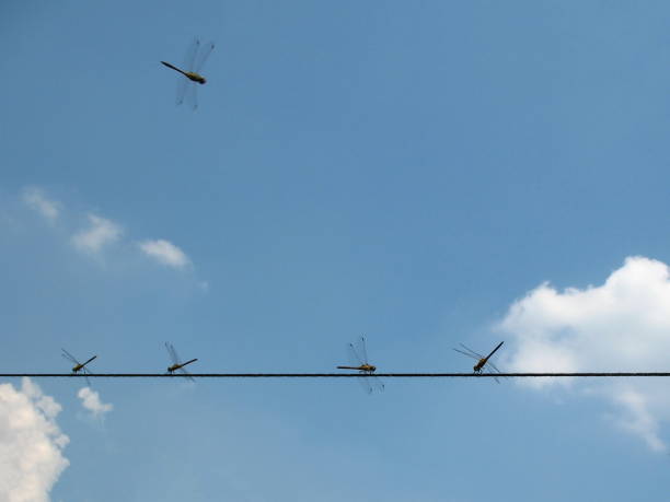 istock Five dragonflies on a wire with sky background 1067835998