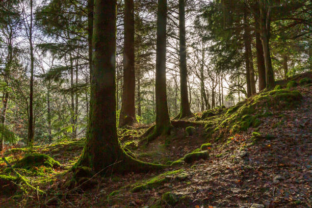 istock Light Shining Through Lake District Woodland 1067837212