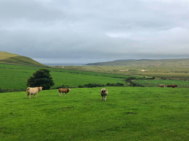istock On the pasture in Dunfanaghy 1067837998