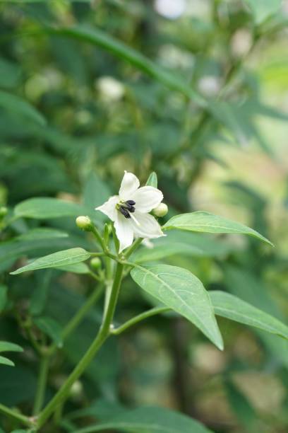istock chili flower in nature garden 1067840602