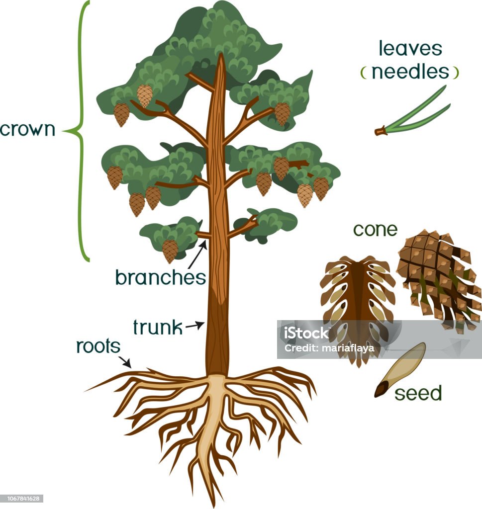 Parts Of Plant Morphology Of Pine Tree With Crown Root System And ...