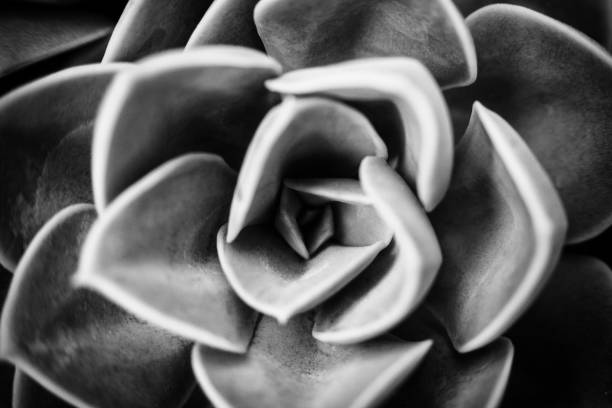 istock Succulent Plant Detail 1067843162