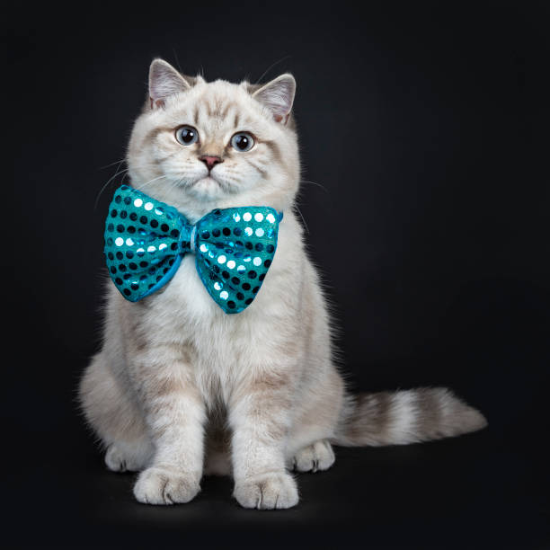ponto de tafetá azul super fofo shorthair britânico gato gatinho sentado direto usando uma gravata borboleta azul, olhando para a câmera com os olhos azuis claros. isoladas no fundo preto. - kitten domestic cat isolated tabby - fotografias e filmes do acervo