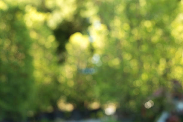 istock bokeh of nature background. 1067843500