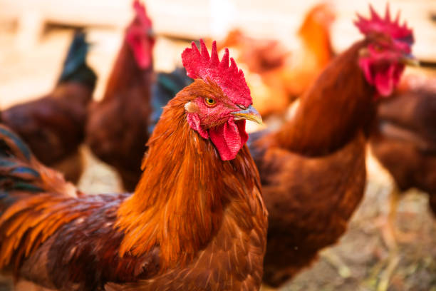 istock Chickens on traditional free range poultry farm 1067844284