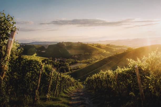 istock Piedmontese vineyards 1067844762