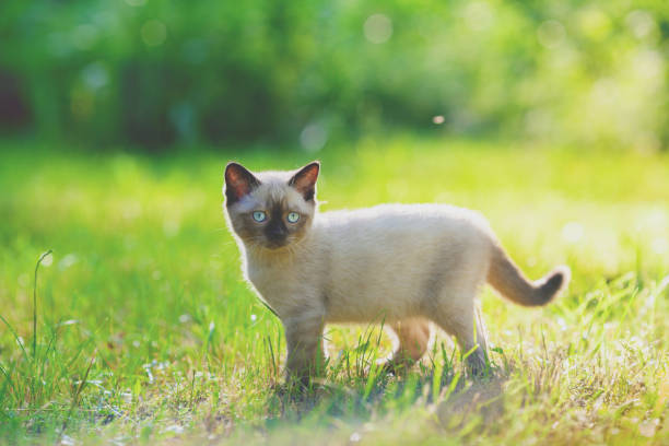 Cute little siamese kitten walking on the grass